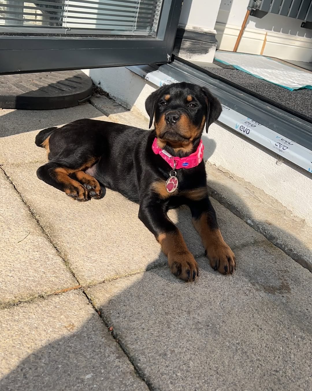  1 Bella male puppy For Sale 