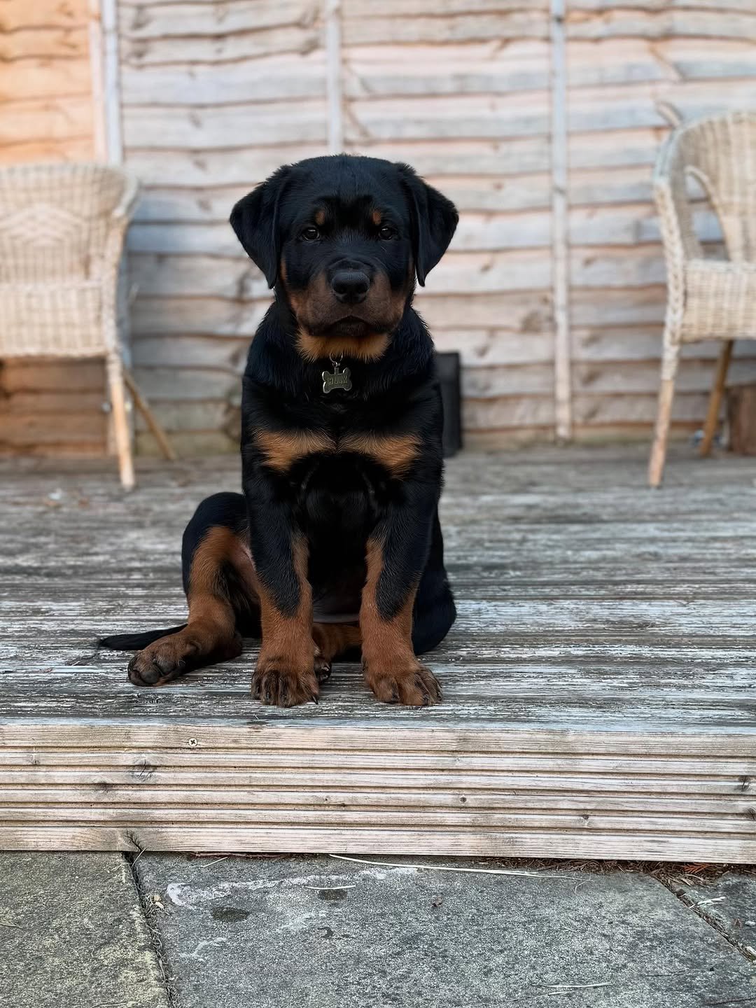  1 Rock male puppy For Sale 