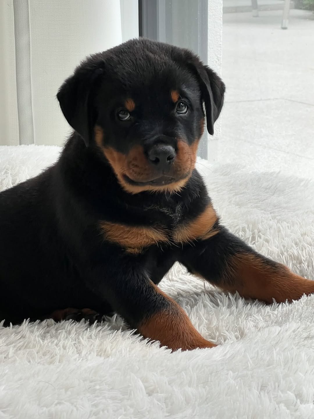  2 King female puppy For Sale 