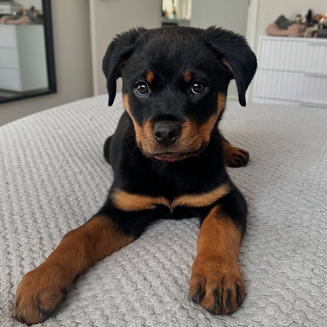  4 Lili Female puppy For Sale 